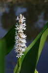 Pickerelweed